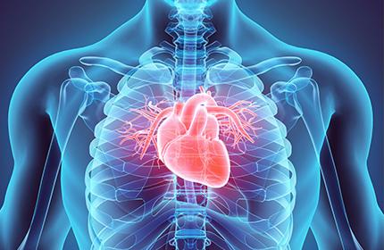 Coenzym Q10 – Herz und Kreislauf